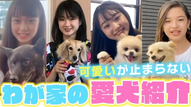 【可愛い犬紹介】プチ㋲たちの可愛い愛犬を紹介！もう可愛いが止まらない【ニコ☆プチ】