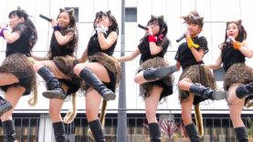AnimalBeast 「旅するカンガルー」 アイドル ライブ Japanese girls Idol group [4K]