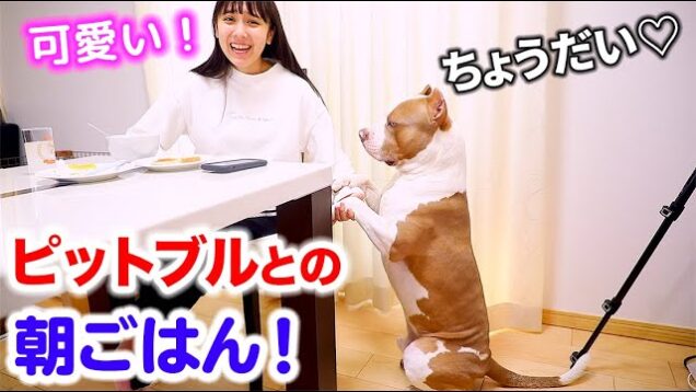 ロッキーとの朝ごはんの過ごし方❗️ロッキーが可愛すぎるw【アメリカンピットブル】【AMERICAN PITBULL】