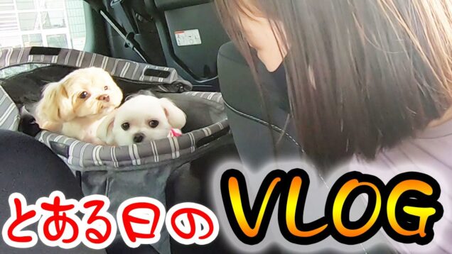 とある日のVLOG！久しぶりにシロコロ登場！！【しほりみチャンネル】