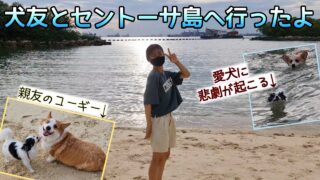 【Vlog】２匹のコーギーたちとセントーサ島のビーチへ行ってきた！🏖️ 海で泳がされた愛犬もなちゃんに悲劇が起こる💦