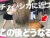 【奈良vlog】中学生モデルが奈良をぶらり巡る日帰り癒し旅 | 奈良公園 | 東大寺 | 平城京 | 春日大社 | 観光