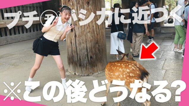 【奈良vlog】中学生モデルが奈良をぶらり巡る日帰り癒し旅 | 奈良公園 | 東大寺 | 平城京 | 春日大社 | 観光